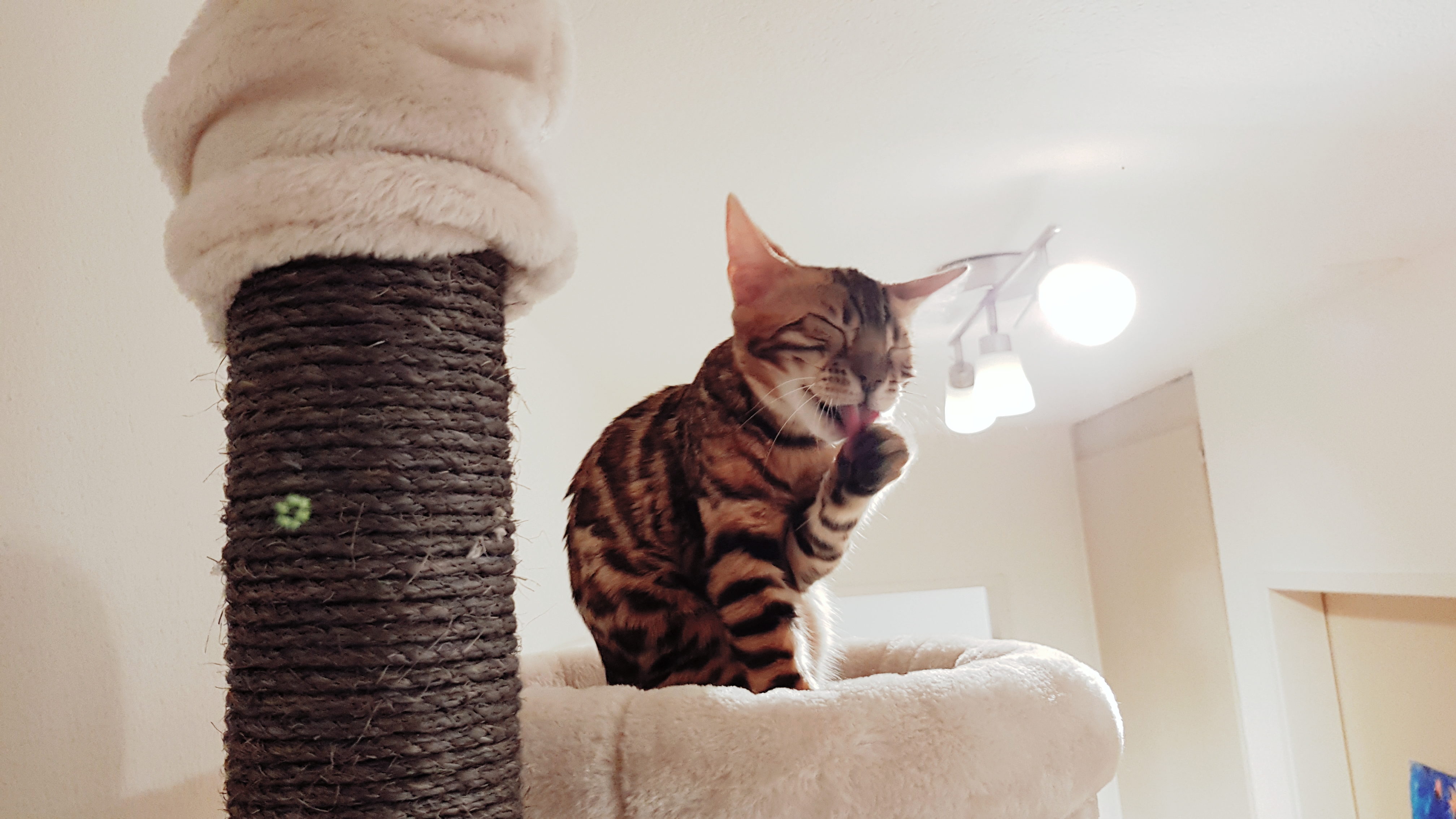 Bengal Katze Leeloo