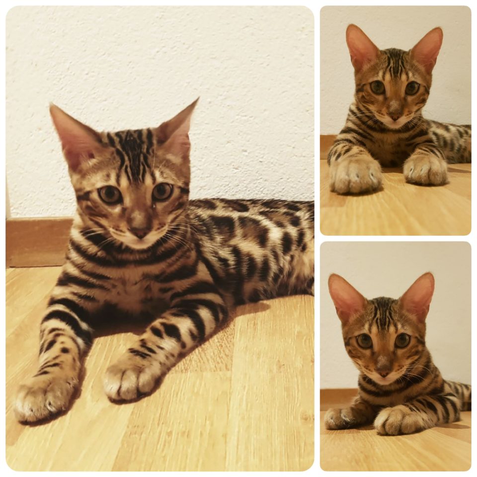 Bengal Kater Jerry Collage