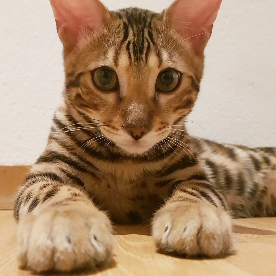 Bengal Kater Jerry