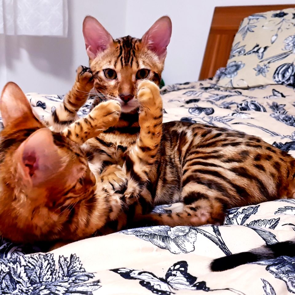 Bengal Katzen