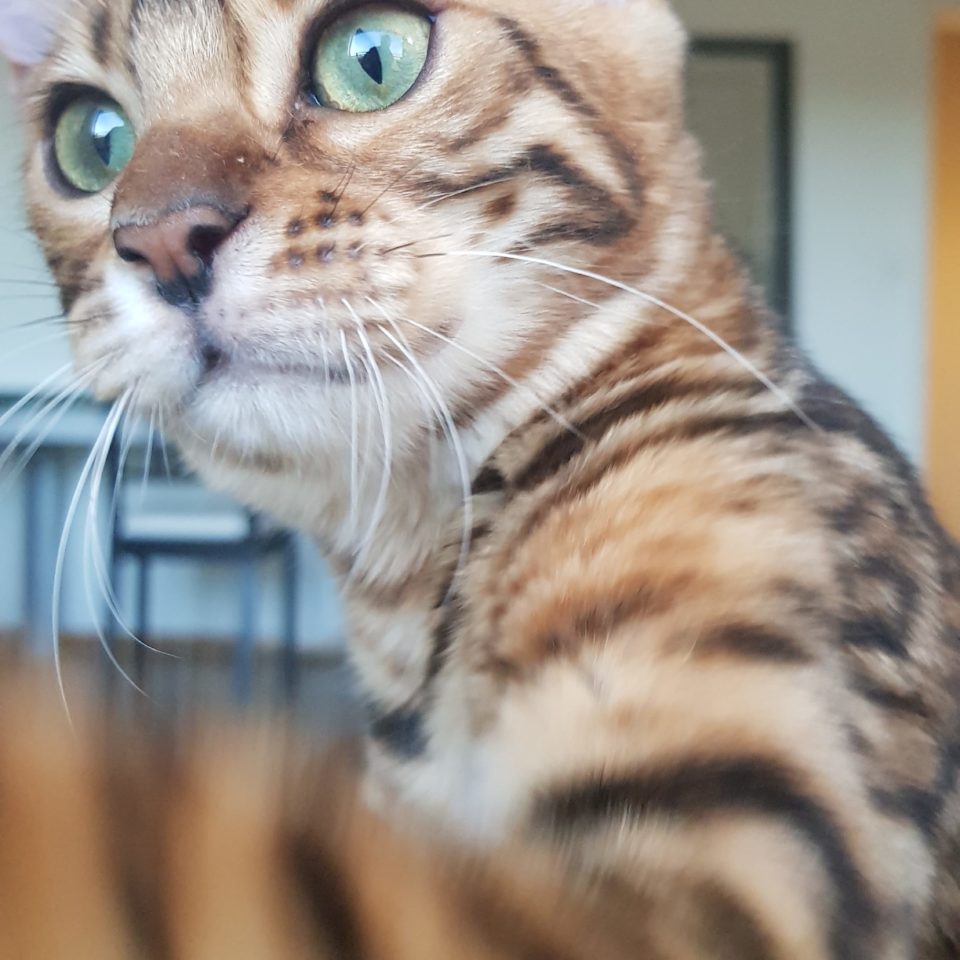 Bengal Katze LeeLoo