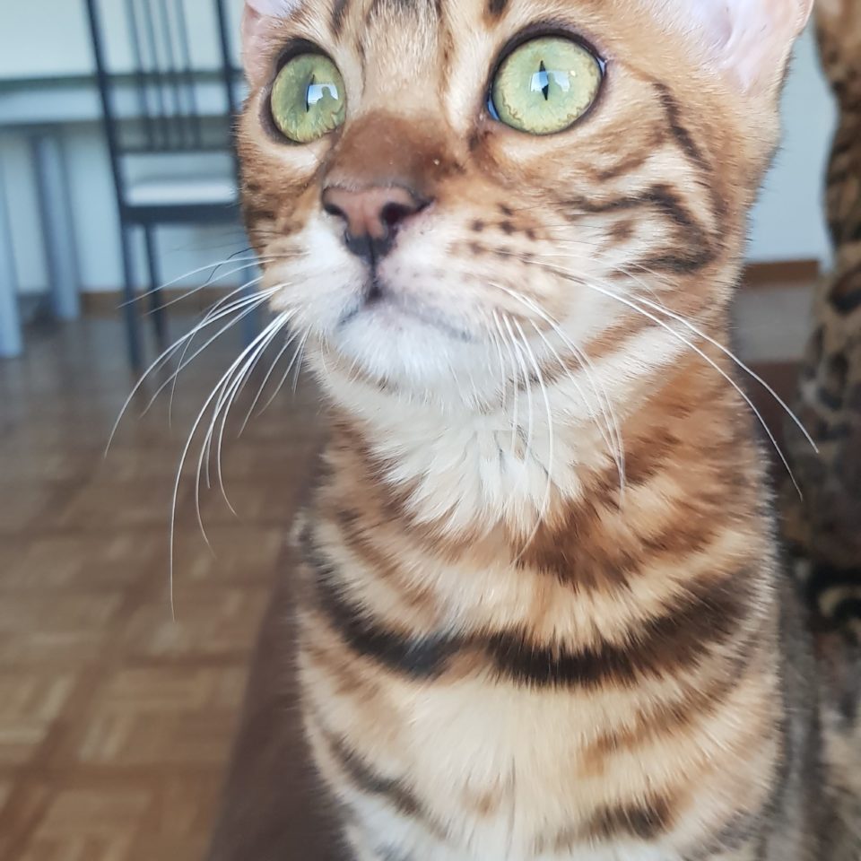 Bengal Katze LeeLoo