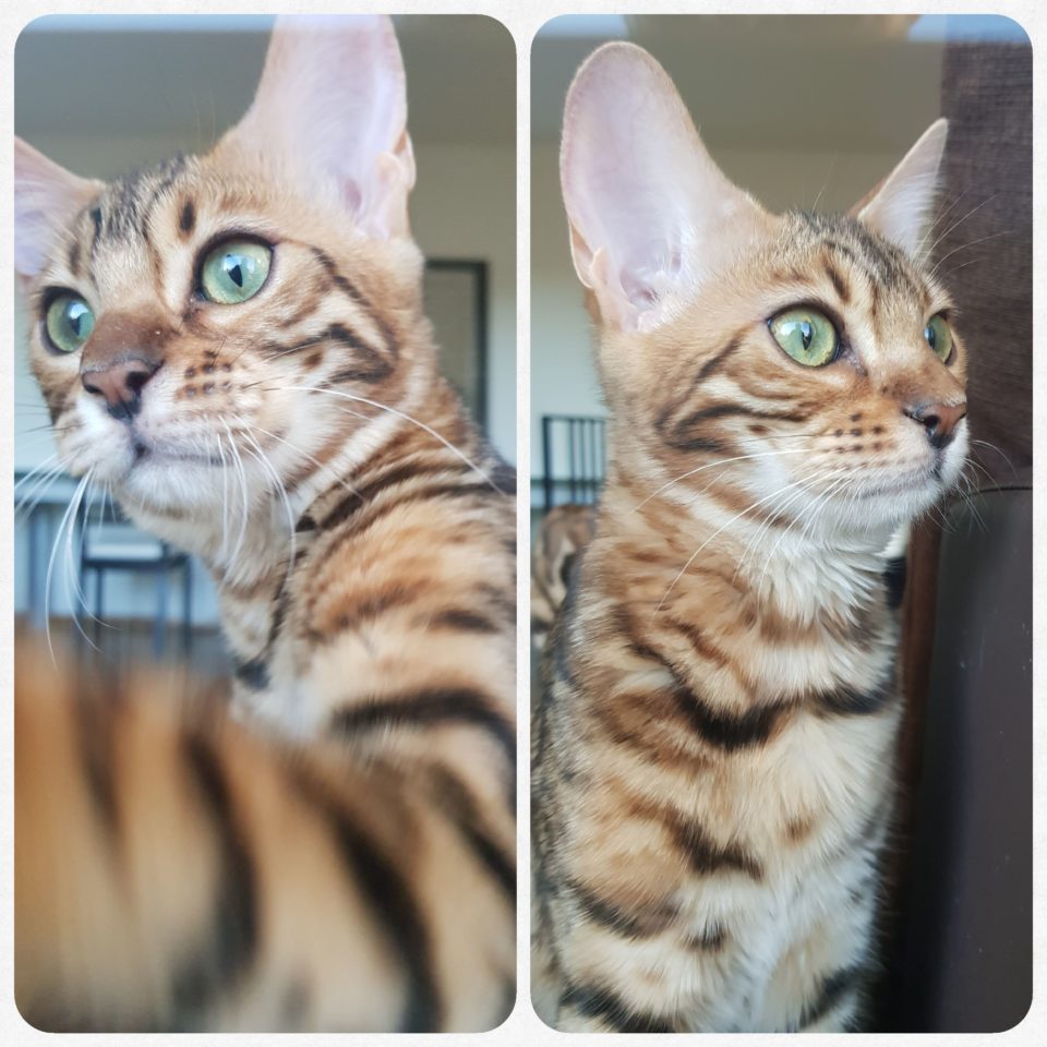 Bengal Katze LeeLoo