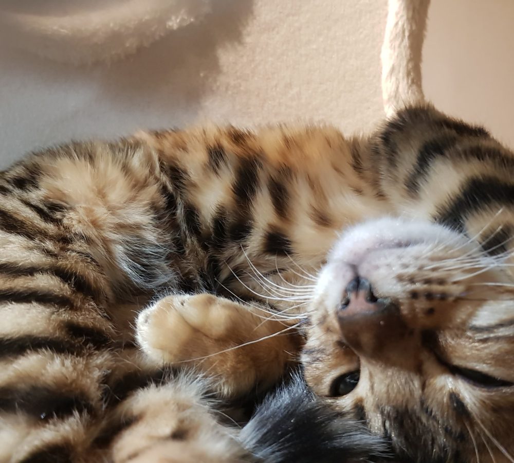 Bengal Katze LeeLoo