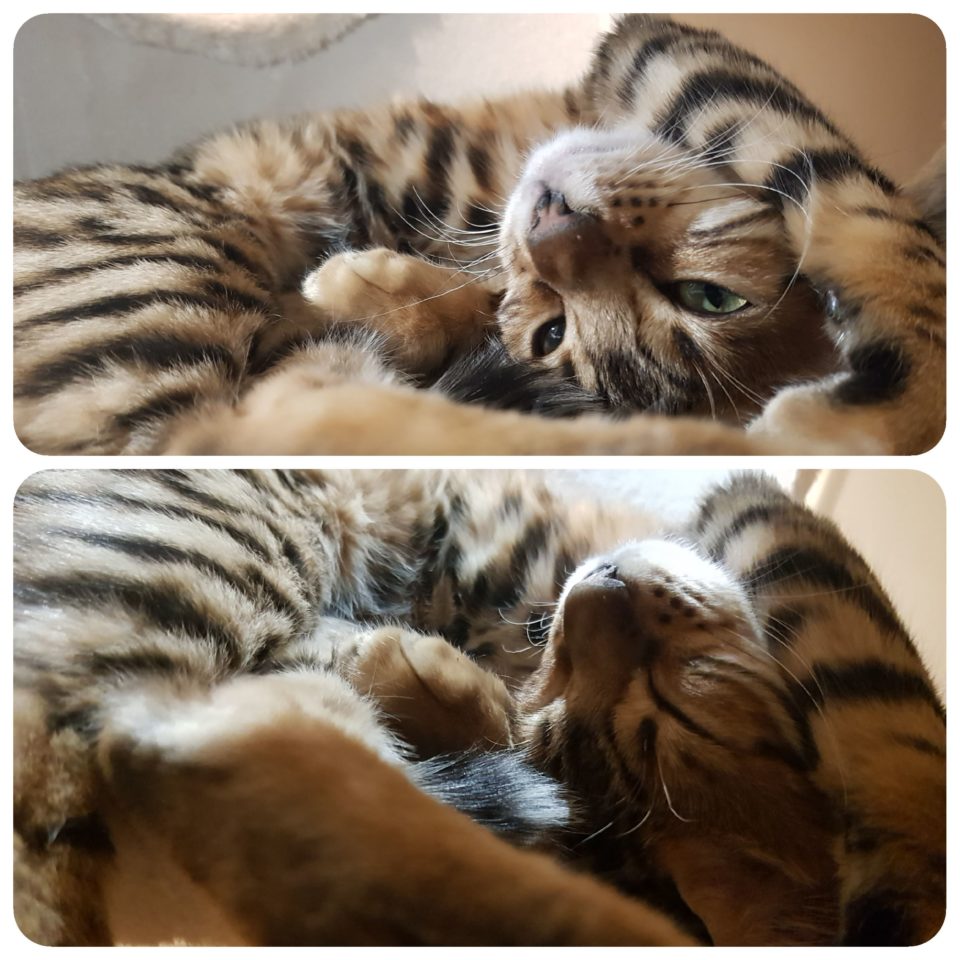 Bengal Katze LeeLoo