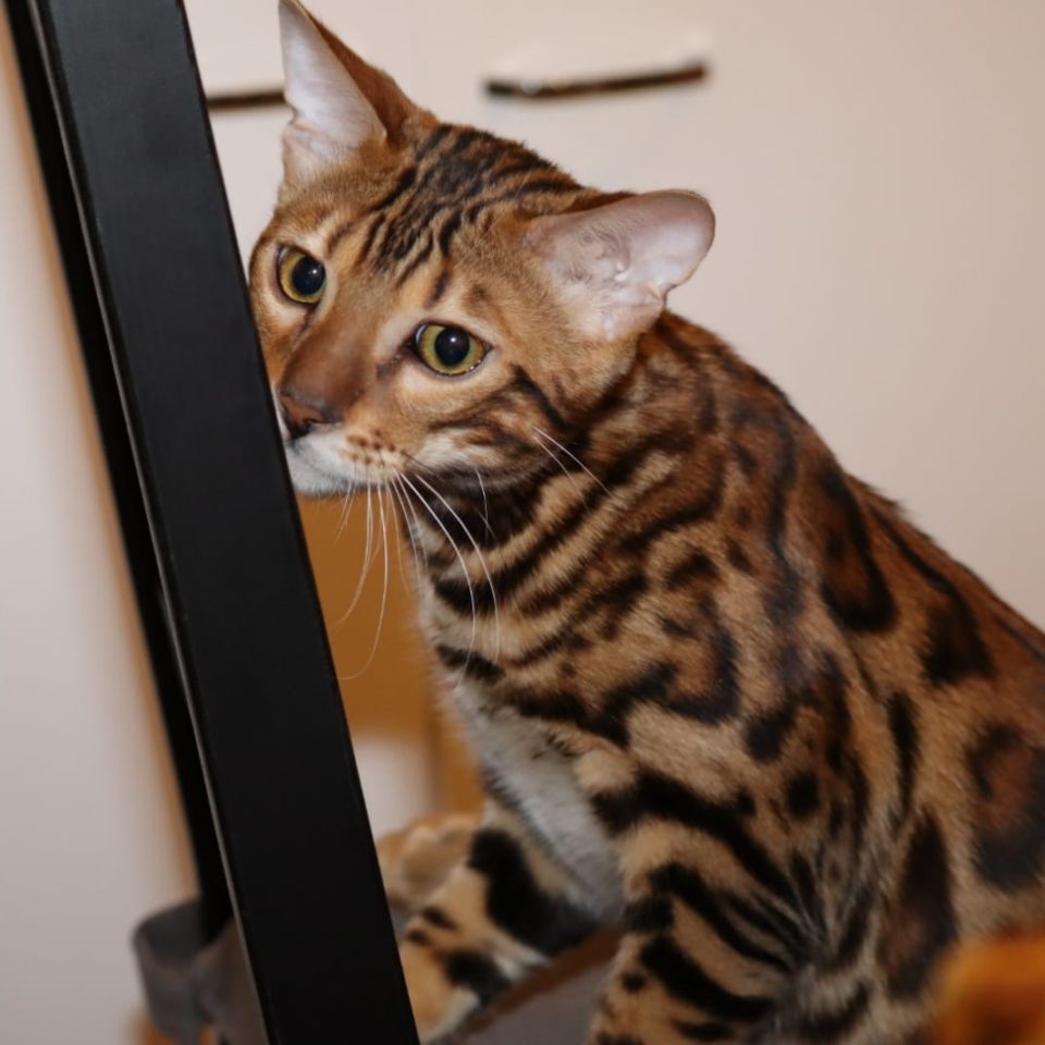 Bengal Kater Jerry