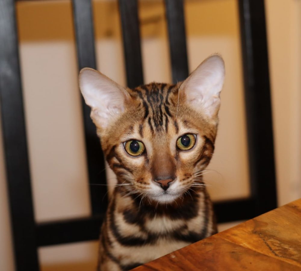 Bengal Kater Jerry