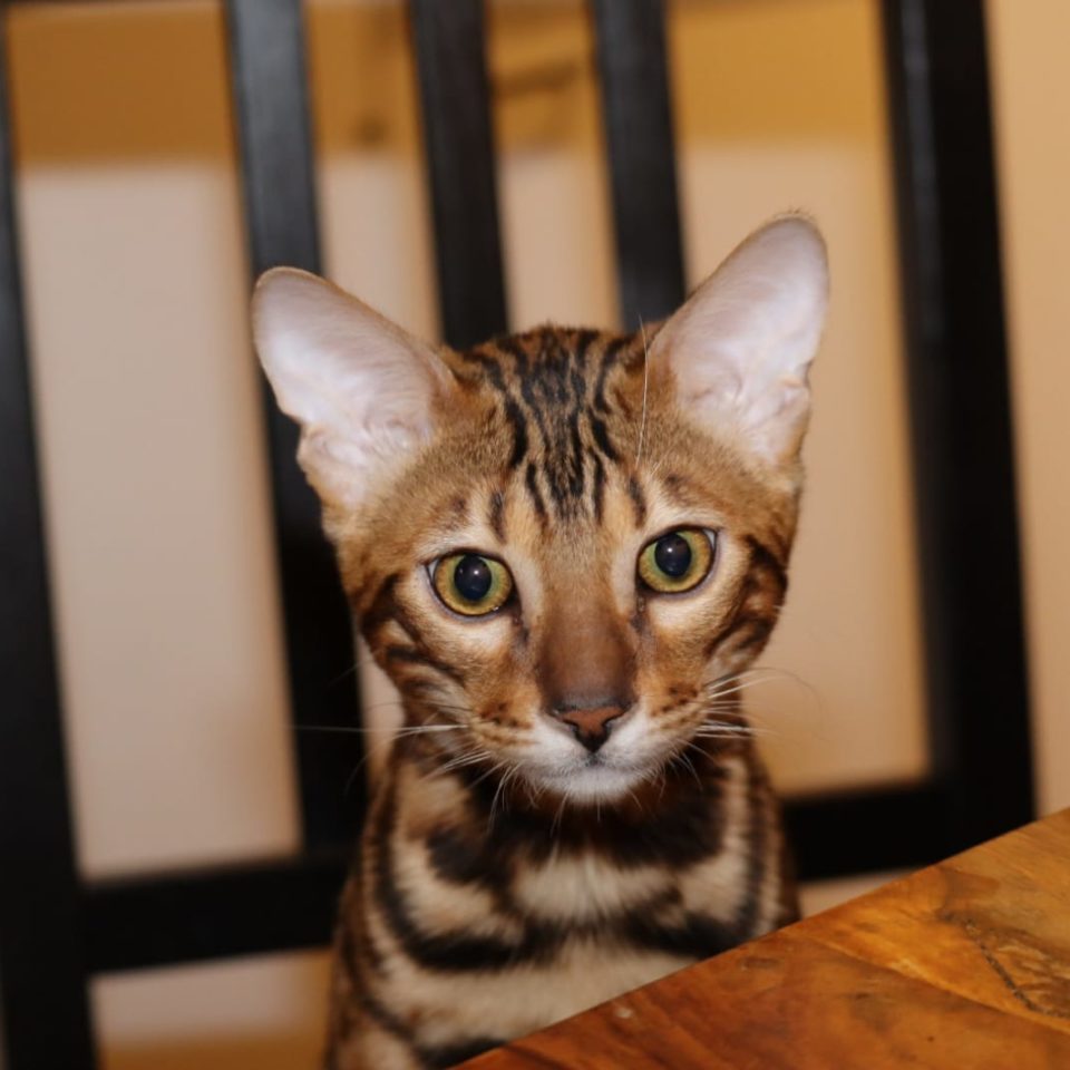 Bengal Kater Jerry