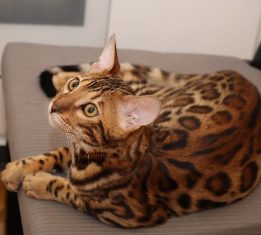 Bengal Kater Jerry