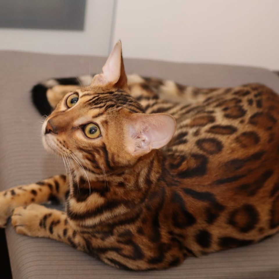 Bengal Kater Jerry