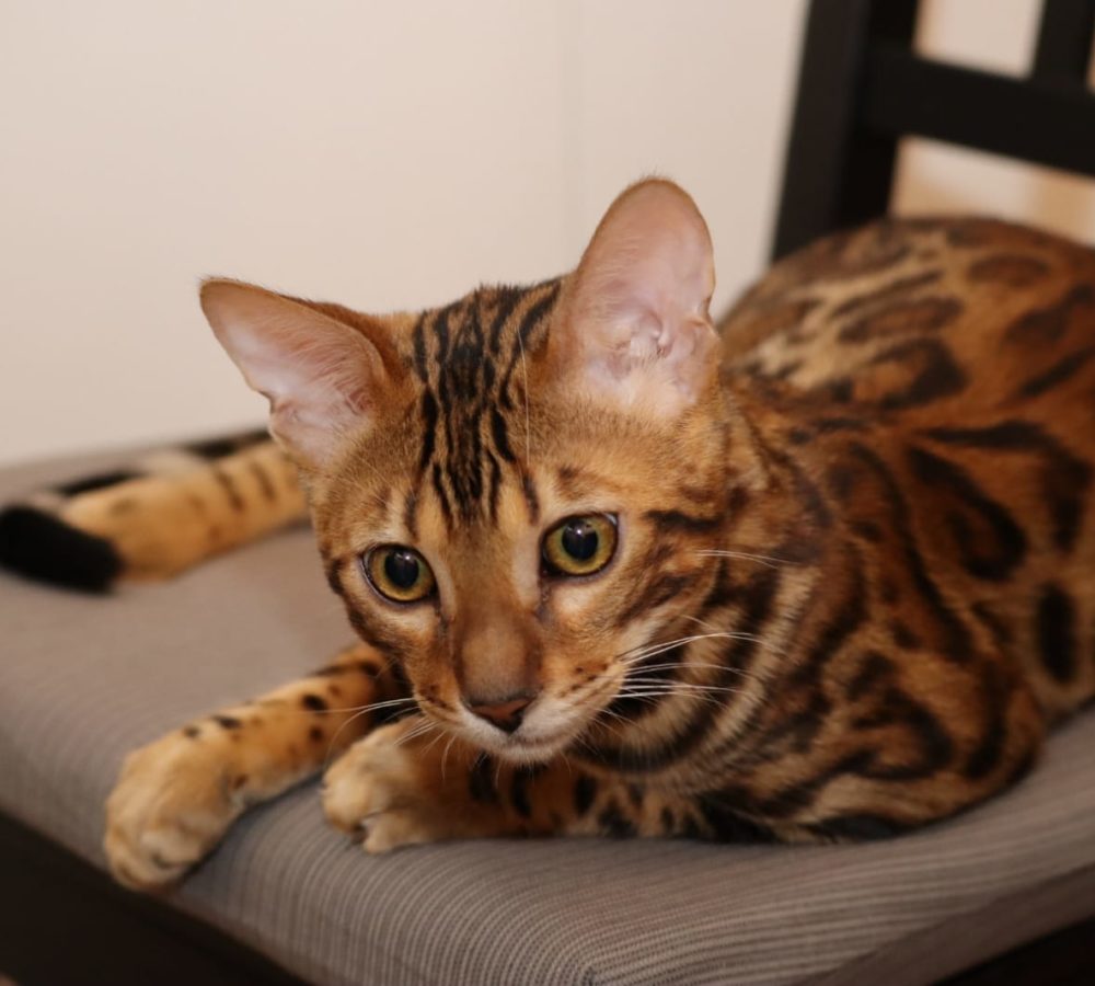 Bengal Kater Jerry