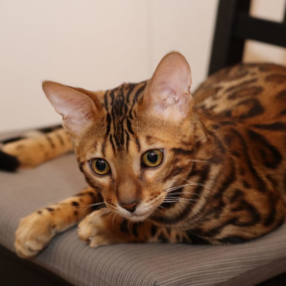 Bengal Kater Jerry